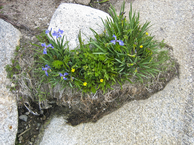 Iris amid rocks, Peggy's Cove, NS