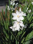 Narcissus