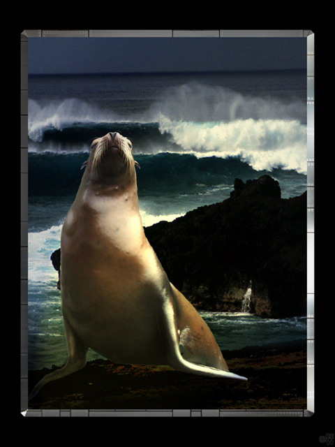 Seal on the coast
