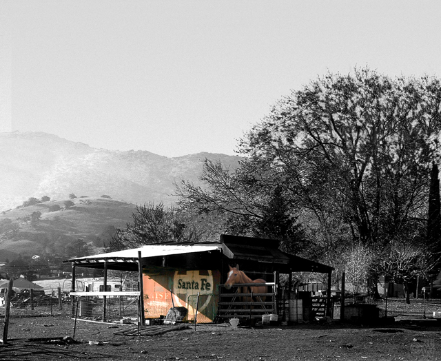 Black & white stable