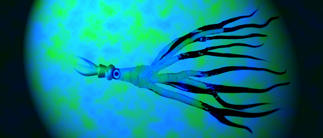 Squid