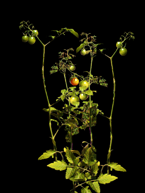 Cherry Tomatoes