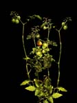 Cherry Tomato