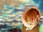 Sea Anemone