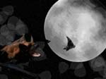 Moth Hunt